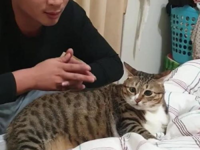 原来你的床上已经有猫了